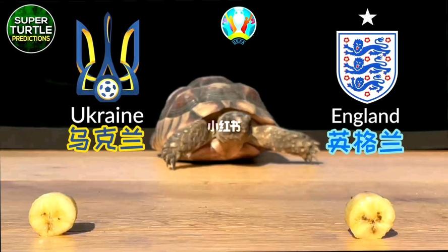 乌龟预测欧洲杯决赛（欧洲杯乌龟预测英格兰）